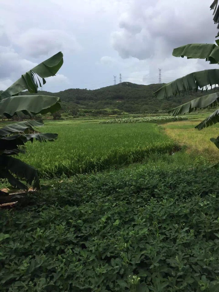 揭阳市惠来县