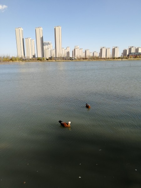 绿地新里栖湖公馆