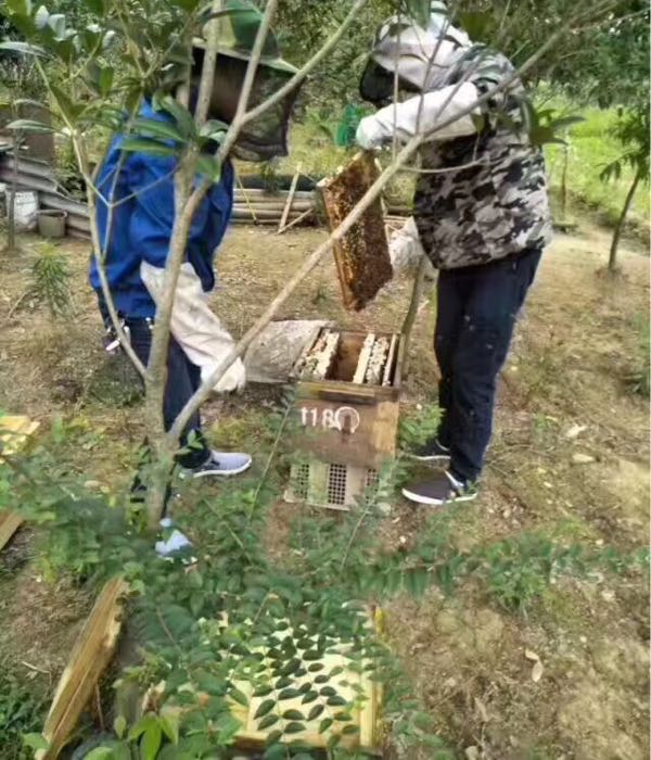 唐哥土蜂蜜蜂场