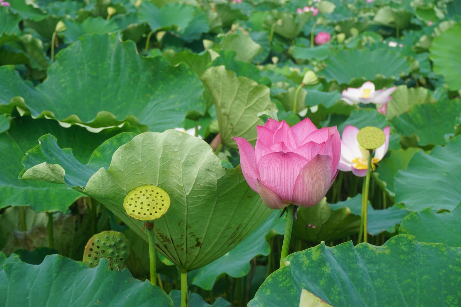 蓝筹农业莲花大观圆