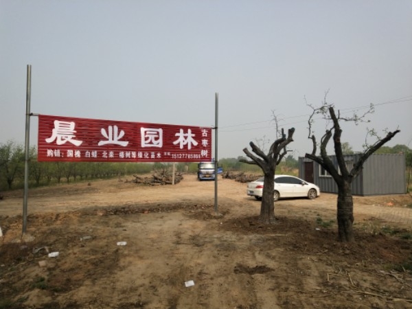沧州市晨业园林有限公司