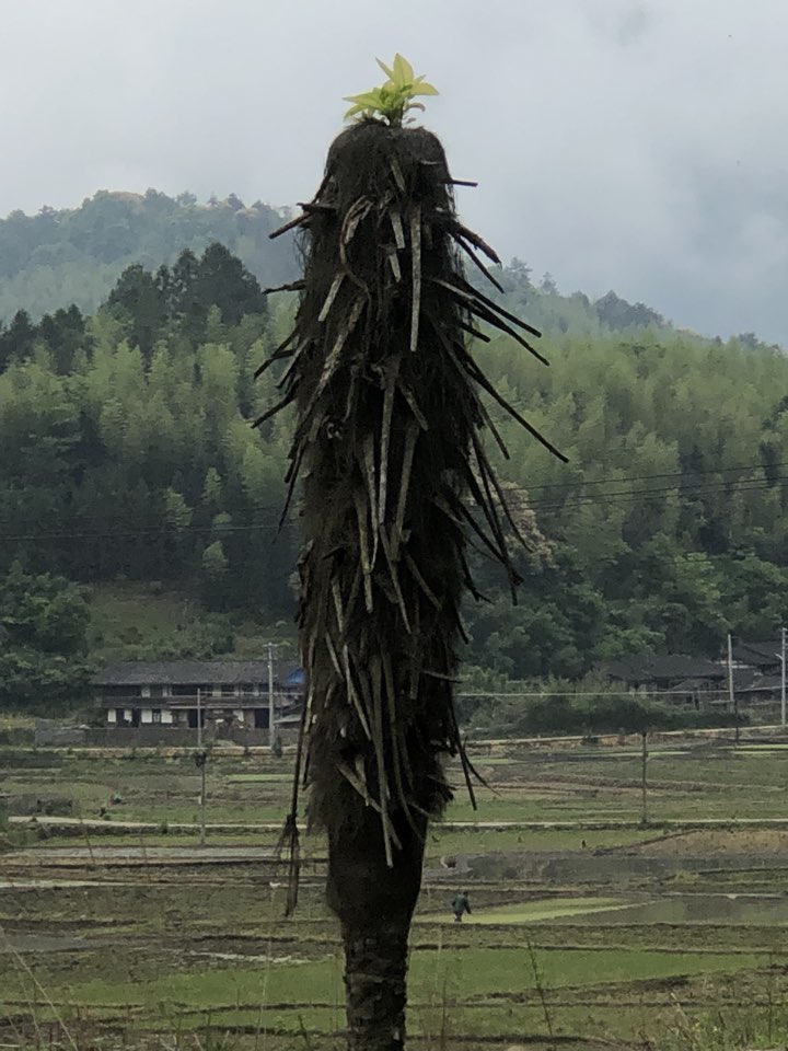 三明市沙县区