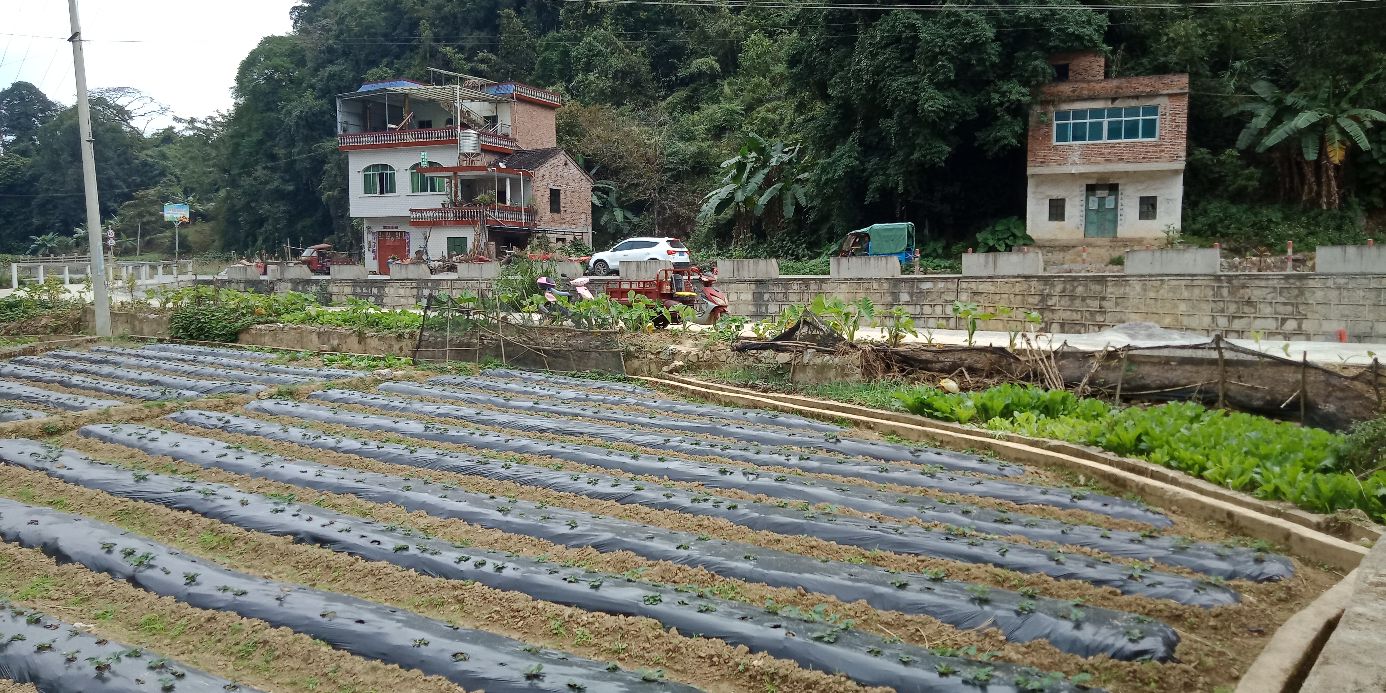 戈峰草莓园采摘基地