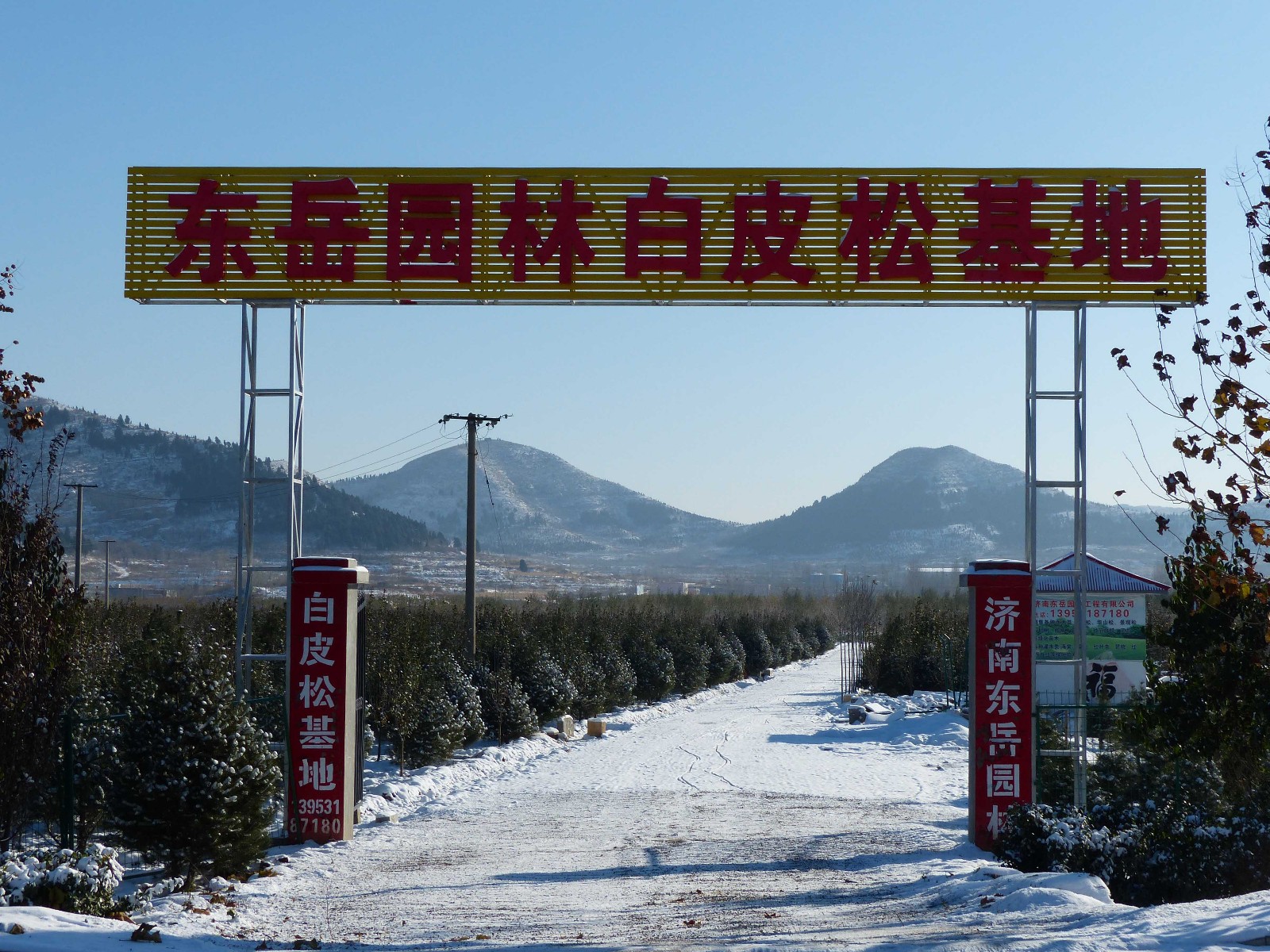 济南东岳园林工程有限公司白皮松基地