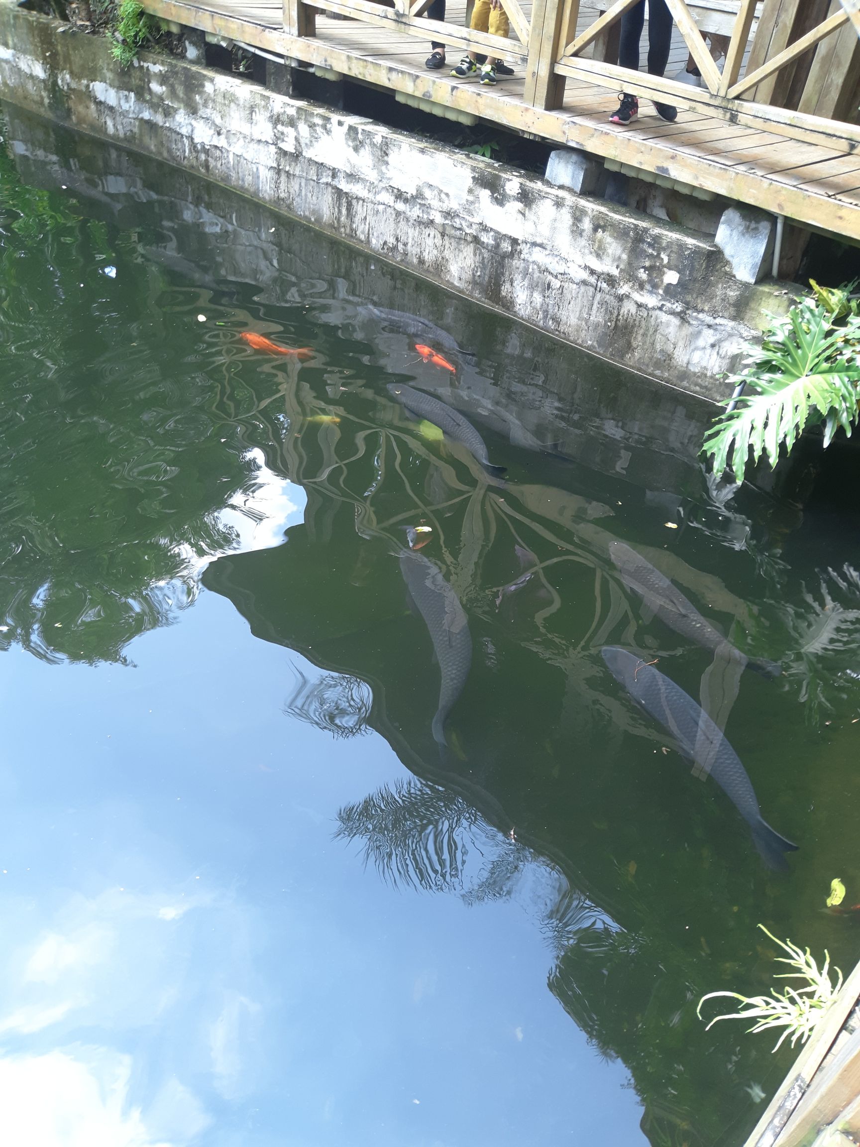 知鱼池