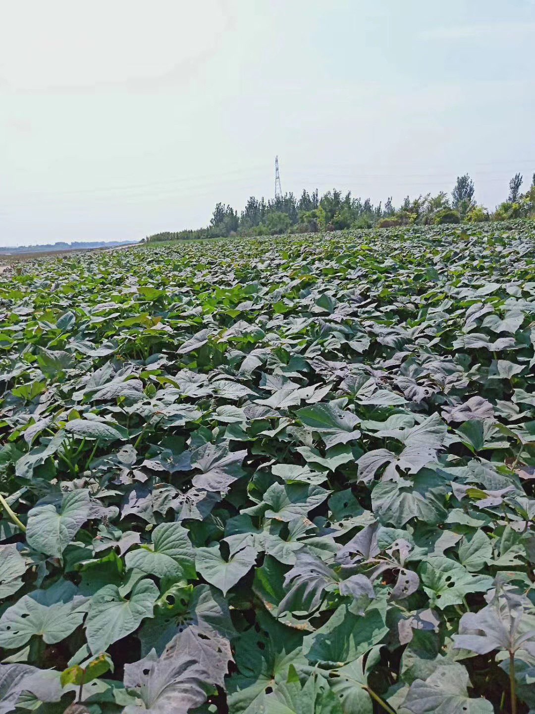 山东省德州市庆云县纪王桥村西桥头