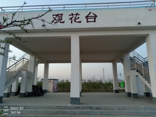 深州市果丰蜜桃采摘园