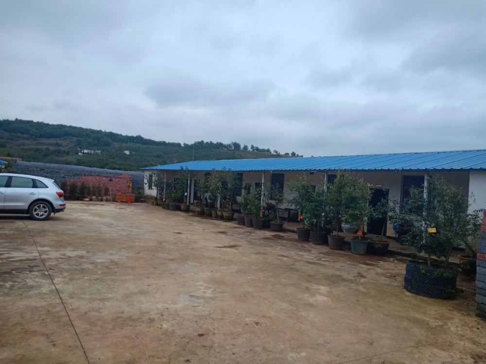 瑞雅牡丹花基地
