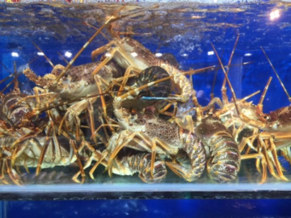 鑫渔市环海海鲜专家