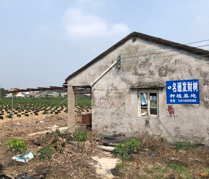 名逦发财树种植基地
