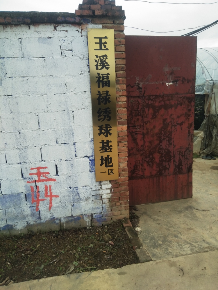 玉溪福禄绣球基地(一区)