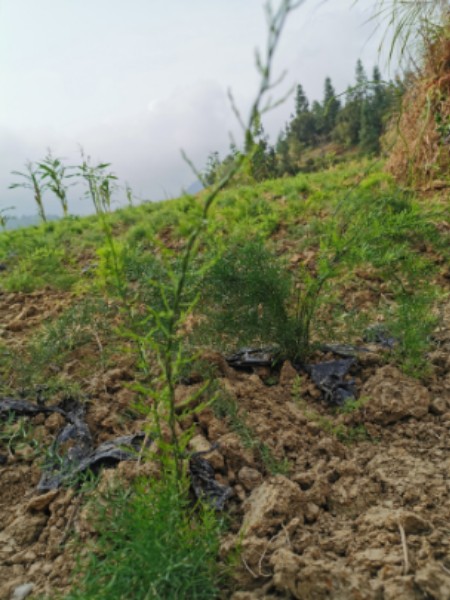 今荡神农旅观光药材基地