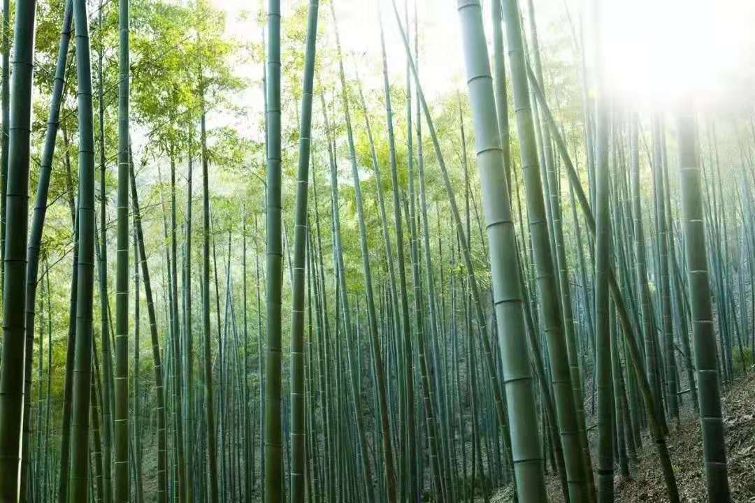 阜南县冯竹园休闲农业科技文化馆园