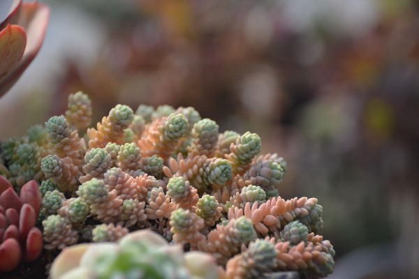 锦艺多肉植物花园
