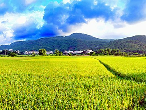 辽宁省辽阳市灯塔市柳条寨镇南李大人村