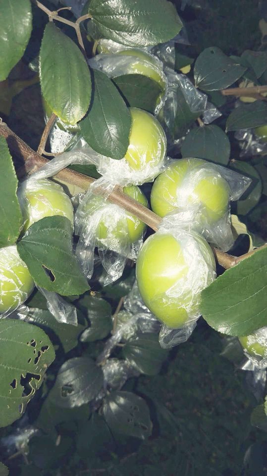 江山蜜枣园生态农庄