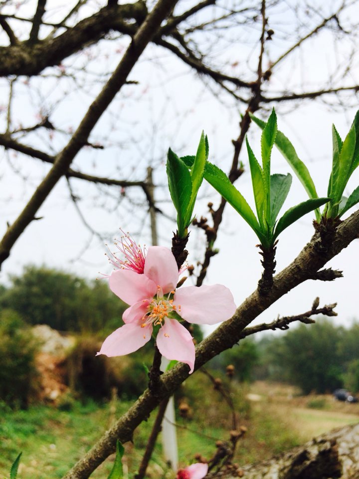 广西壮族自治区玉林市兴业县