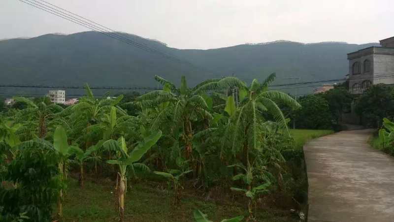 广东省茂名市高州市