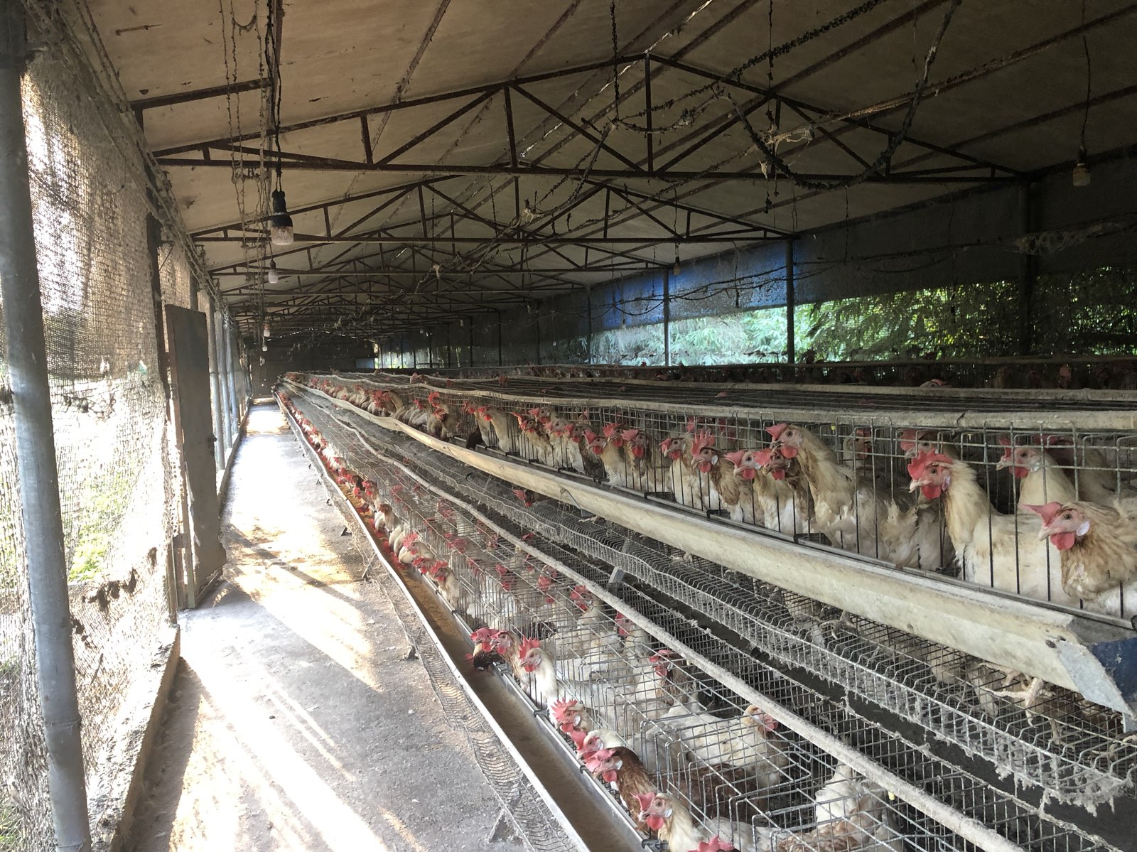 定安青松蛋鸡场