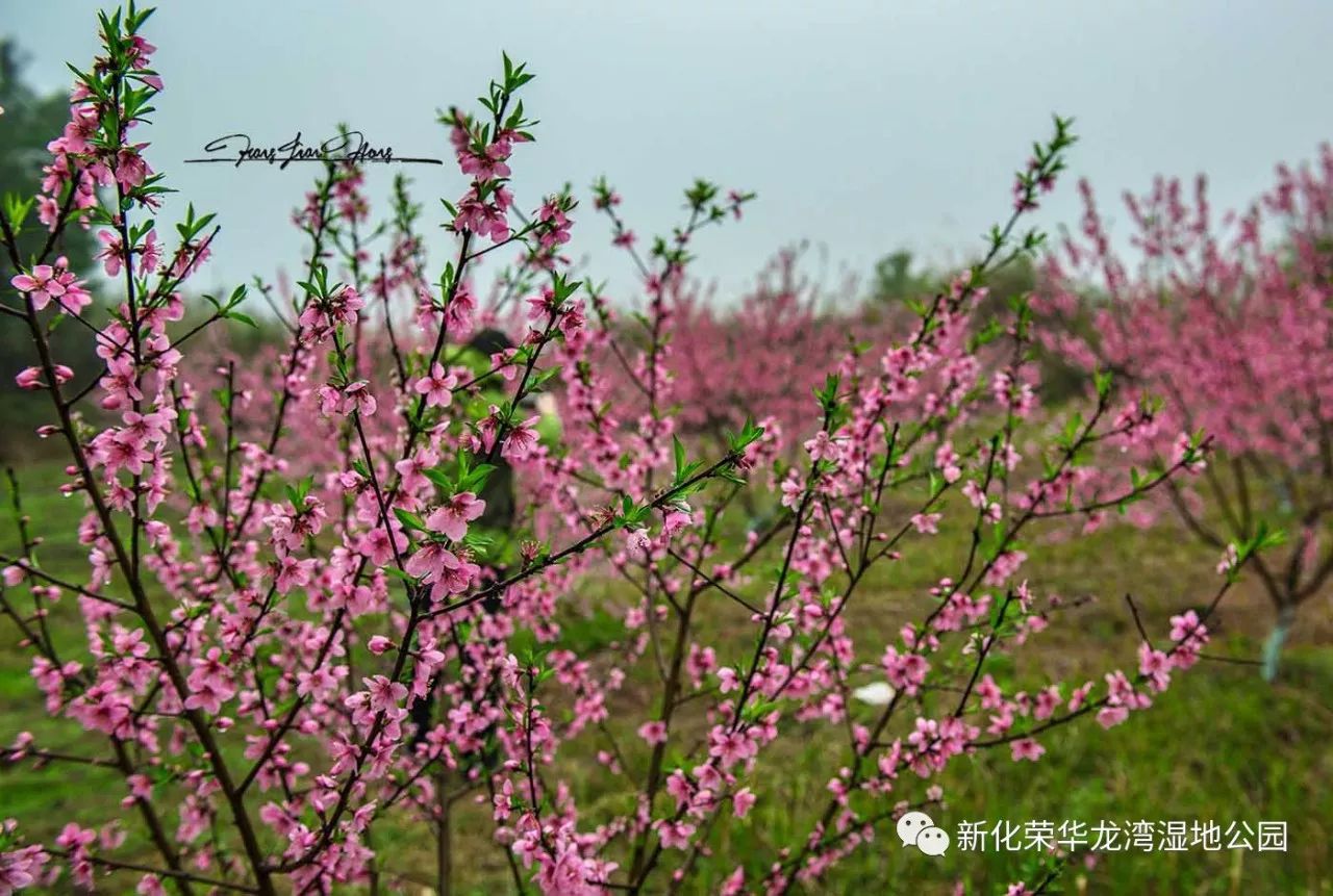 龙湾国家湿地康林院桃花景区
