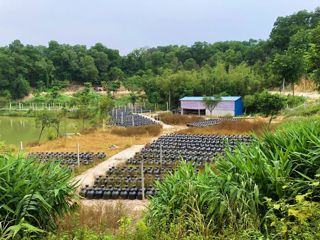 佛山市山水区绿岛方洲种养专业合作社