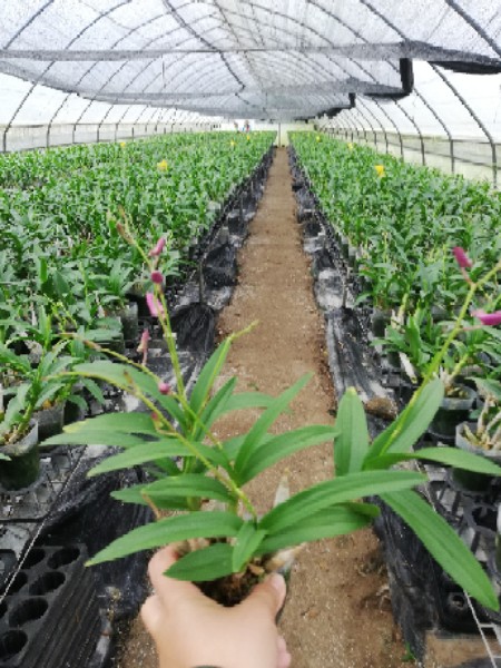 五指山万泉园艺有限公司