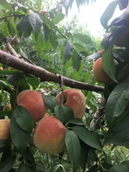 贵州省遵义市凤冈县六池河畔生态旅游度假村