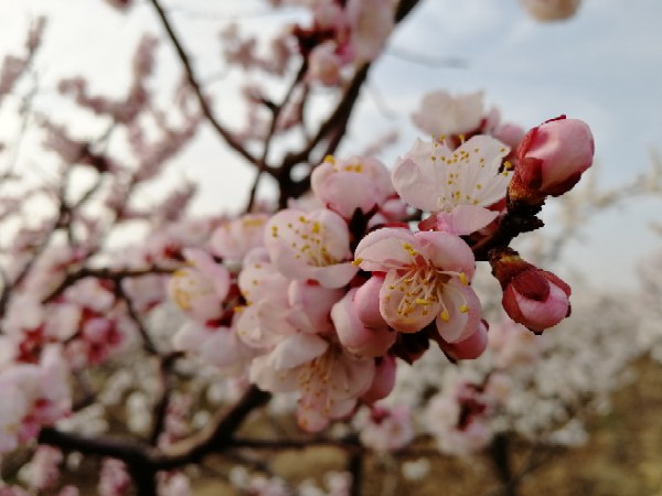 河津市桃花源家庭农场