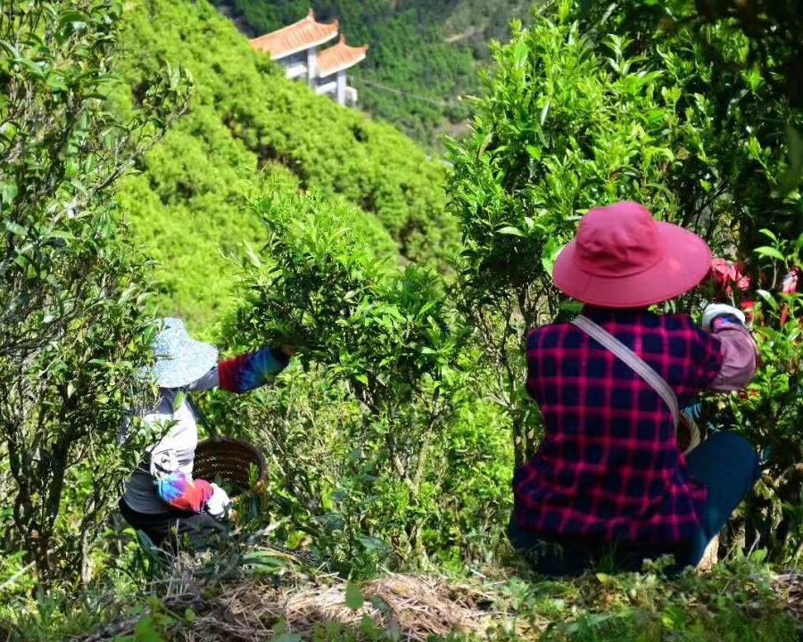 饶平县樟溪镇二鍪山寺图片