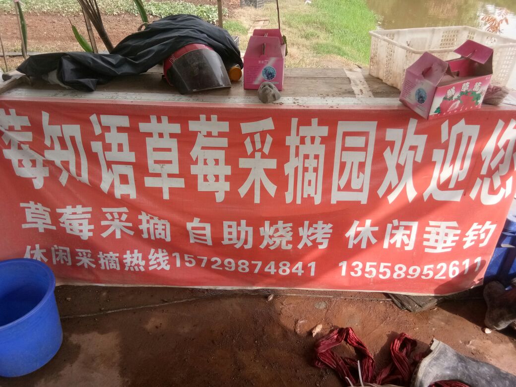 莓知雨草莓采摘园,电话,路线,公交,地址,地图,预定,价格,团购,优惠,莓
