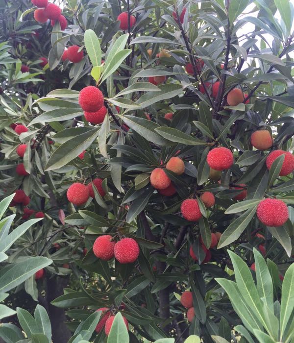 惠榕扬梅(西山白杨梅基地)