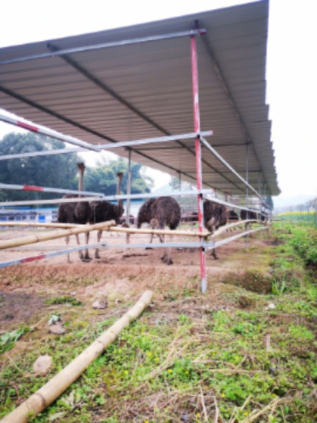 内江永福鸵鸟养殖基地