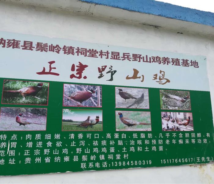 纳雍县鬃岭镇祠堂村显兵野山鸡养殖基地_毕节_百度地图