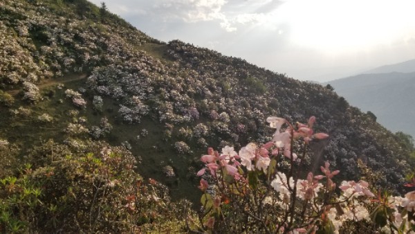 十万亩索玛花波洛景区