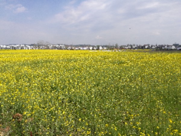 洋县油菜花海主会场