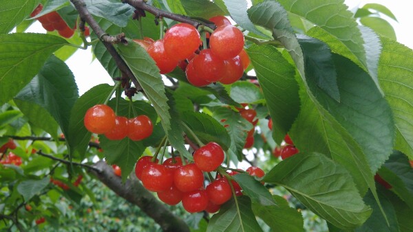 蜂蜜山樱桃基地