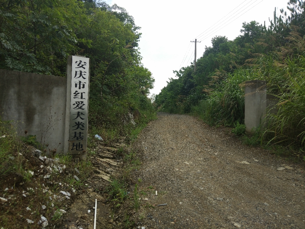 安庆红爱犬类收容基地