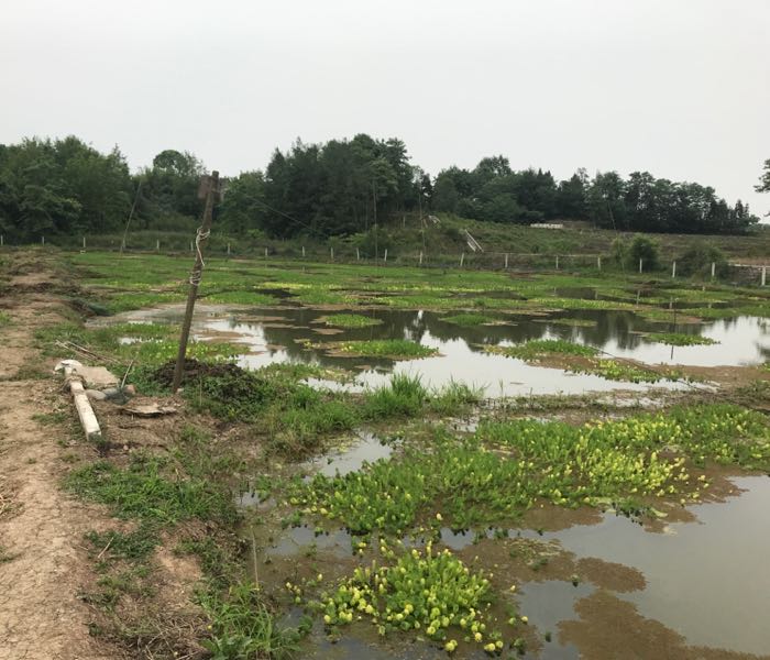 生态水钓虾场