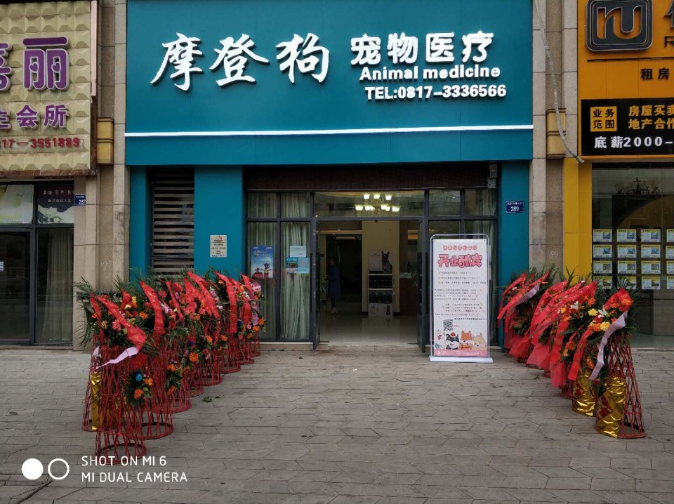 摩登狗宠物医院