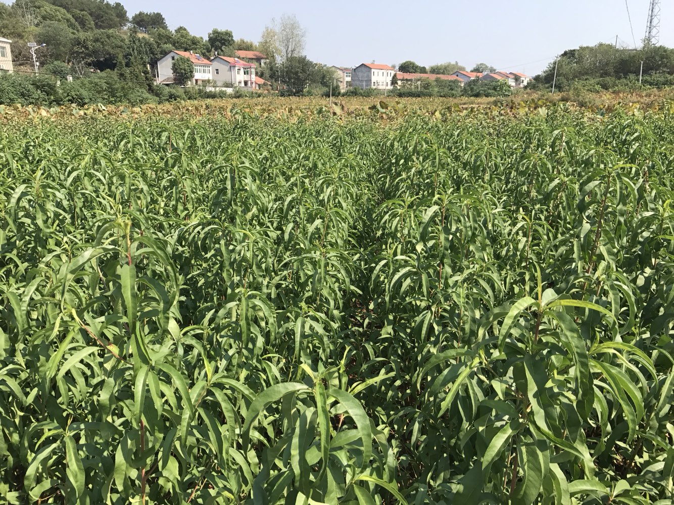 黄冈市黄州区建壮苗圃场