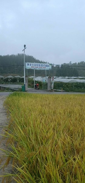 彭水神龙谷缇香葡萄园