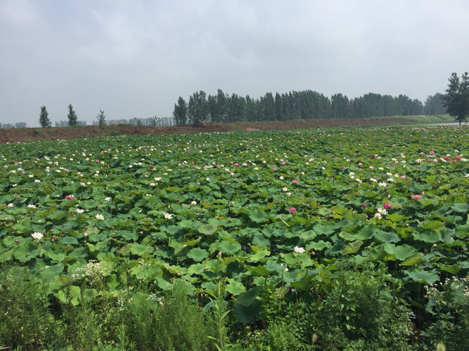 六安市霍邱县零三八县道