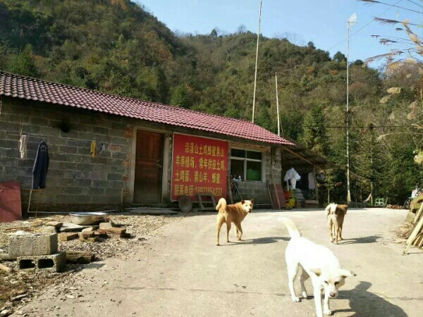 沿溪山土鸡养殖基地