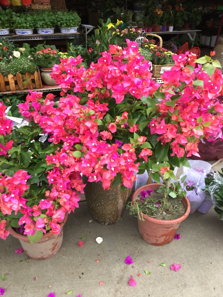 花千树园艺