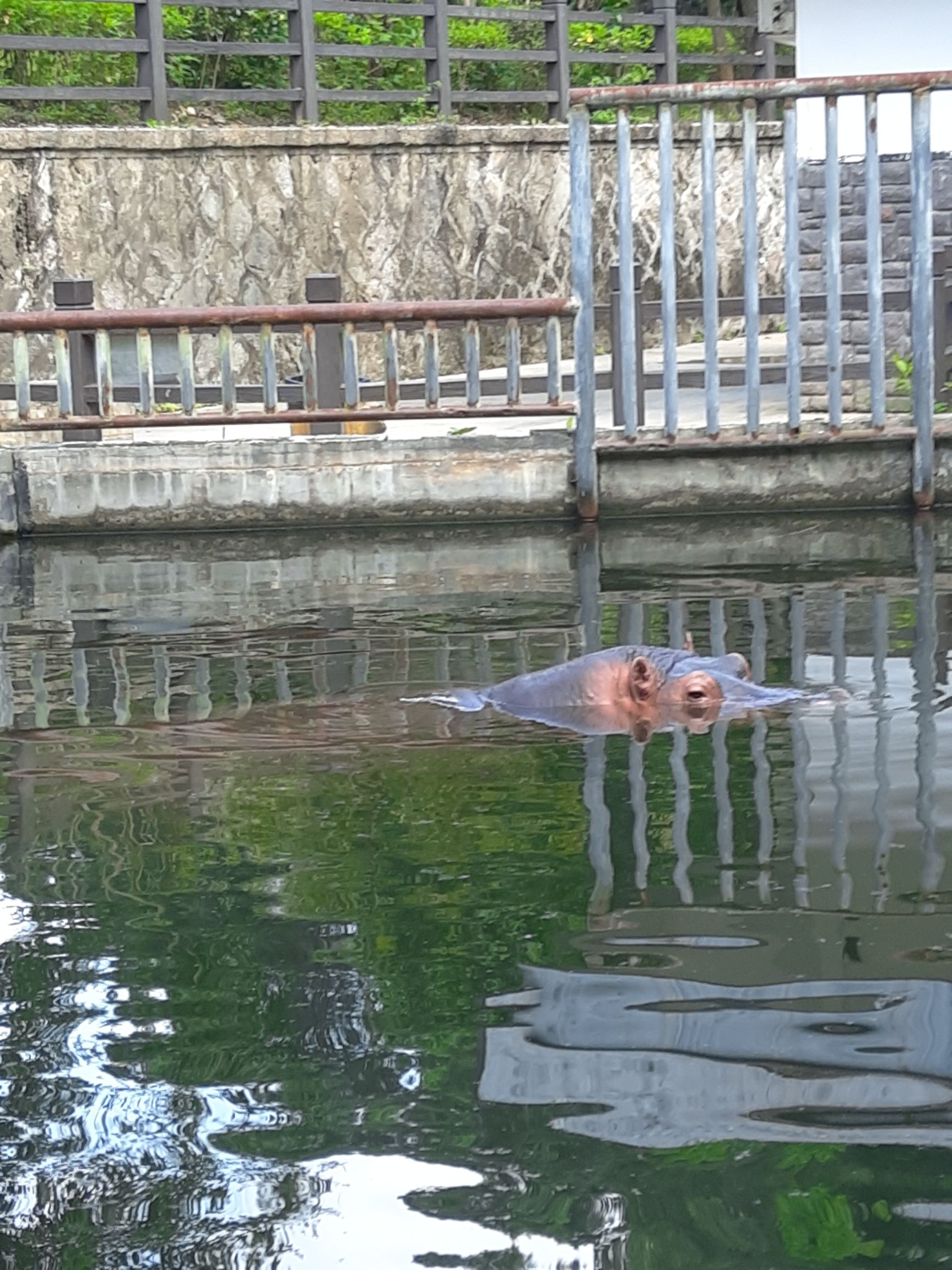河马馆