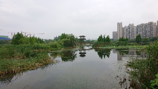 洋湖溼地公園-涼亭