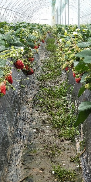 天润奶油草莓采摘园