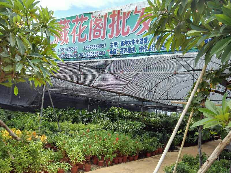 藏花阁批发