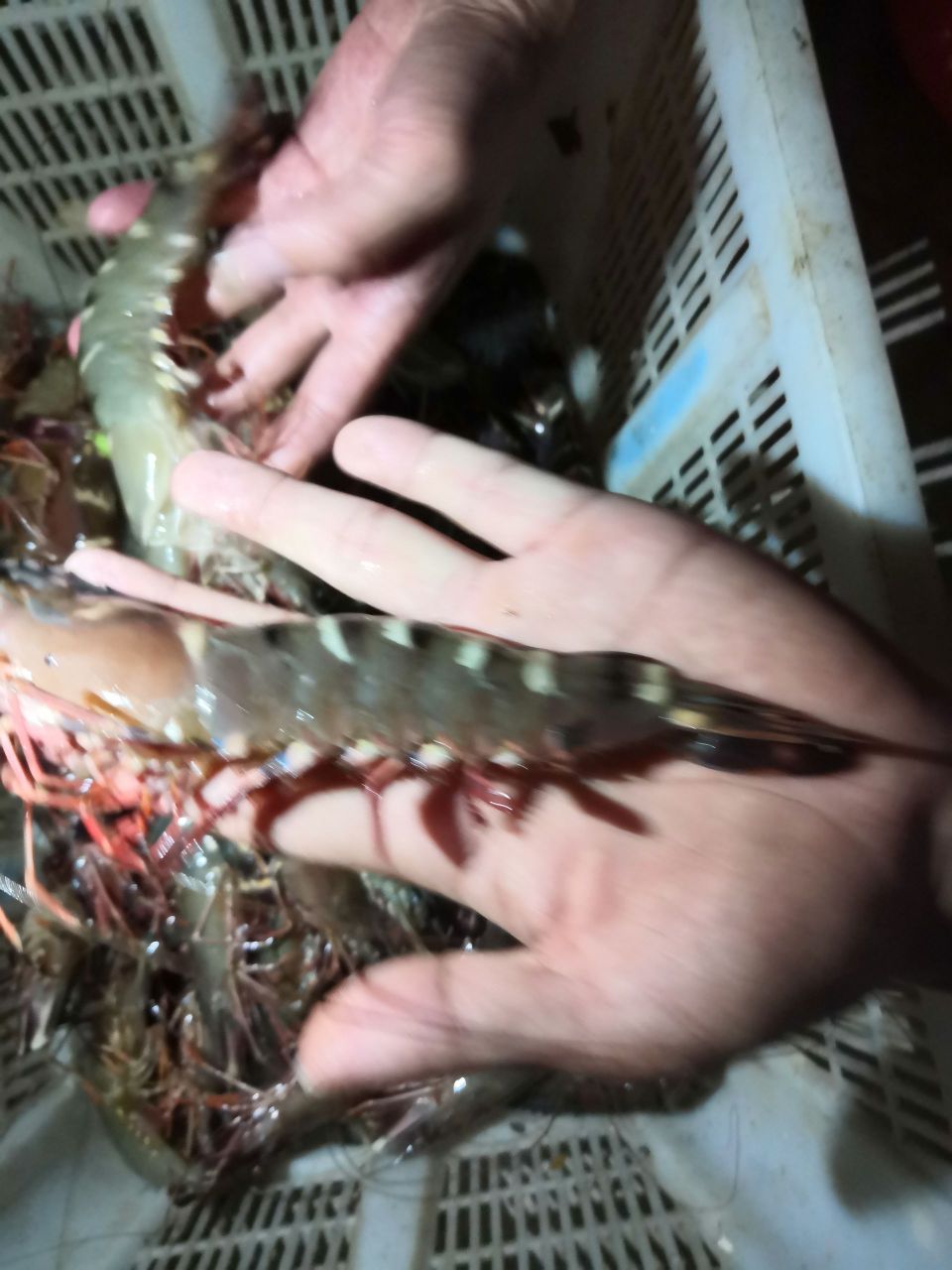 养利水产直营店