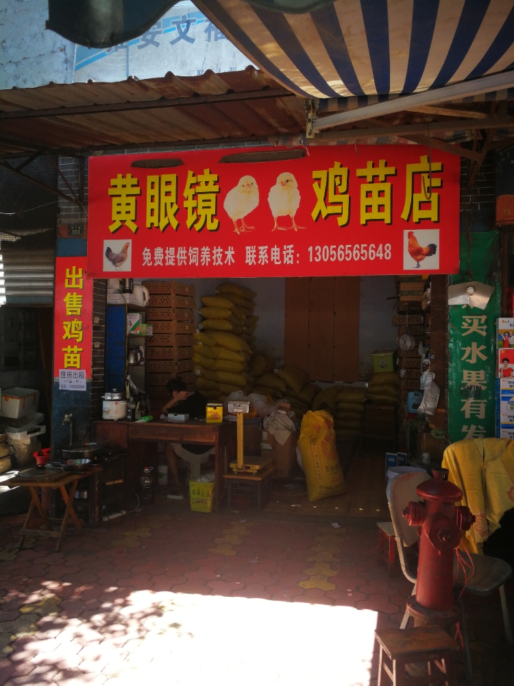 黄眼镜(鸡苗店)